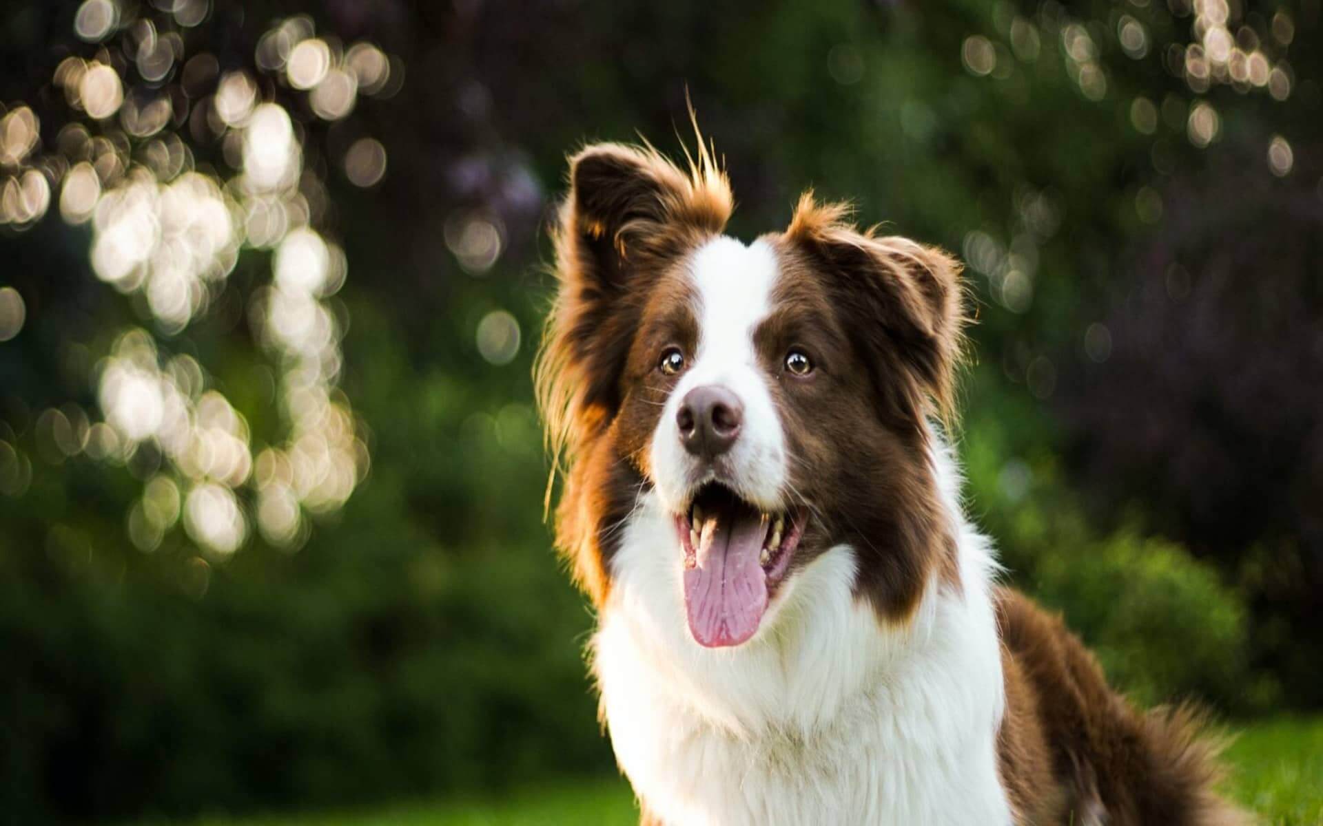 愛犬と過ごす高級宿